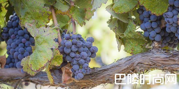 单宁在酿酒过程中扮演着什么角色？