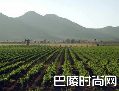 墨西哥葡萄酒指南