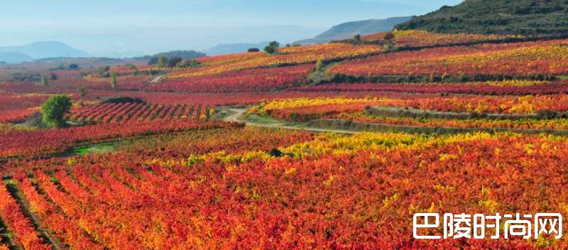 里奥哈白葡萄酒或成新期待? 里奥哈白葡萄酒或成新期待?
