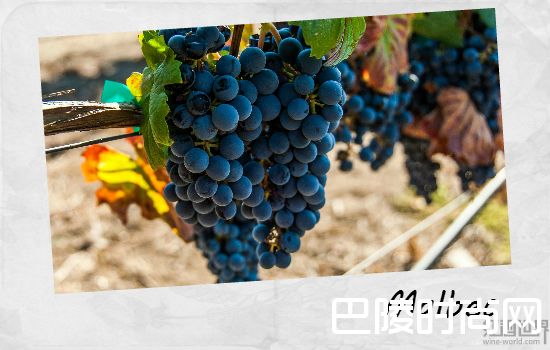 了解南美葡萄酒,从这5个品种开始 了解南美葡萄酒,从这5个品种开始