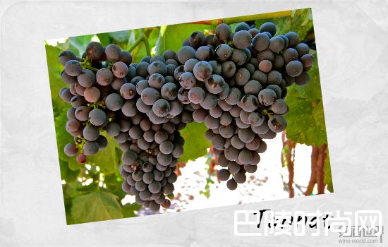 了解南美葡萄酒，从这5个品种开始