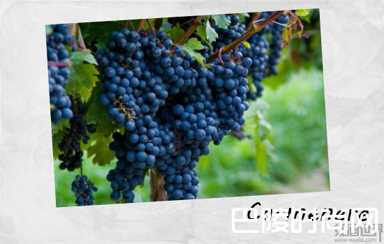 了解南美葡萄酒，从这5个品种开始