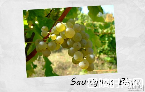 了解南美葡萄酒，从这5个品种开始