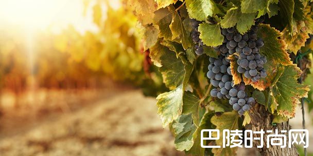 开启酒庄之旅前先准备好七件事！