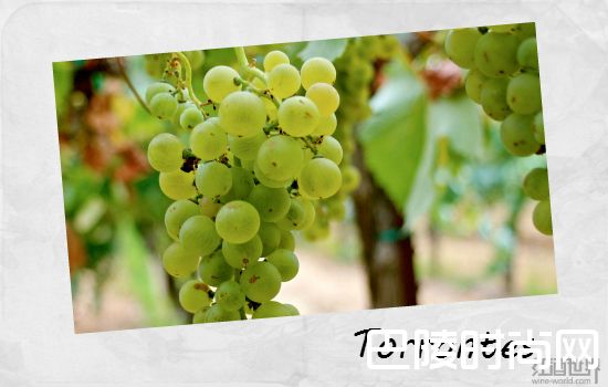 了解南美葡萄酒,从这5个品种开始 了解南美葡萄酒,从这5个品种开始