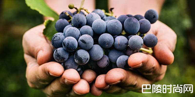 浅谈酵母对葡萄酒风味的影响 浅谈酵母对葡萄酒风味的影响