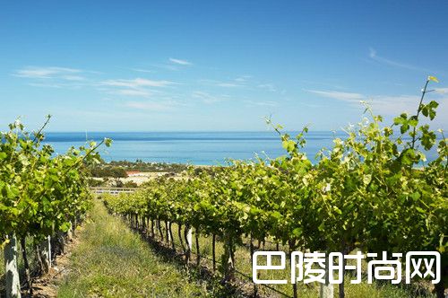 带上三五酒友，到葡萄酒产区骑行