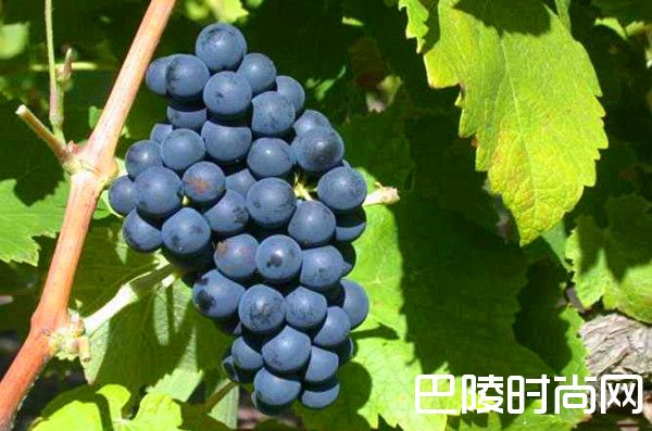 不同的风土，不一样的西拉