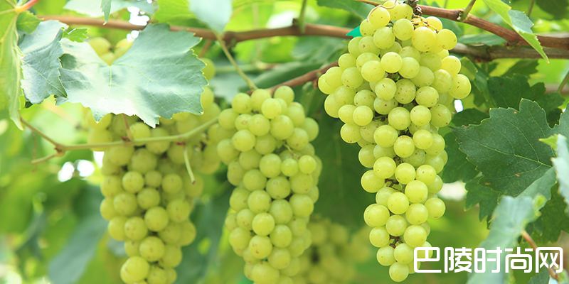 维蒂奇诺那些事儿 维蒂奇诺那些事儿