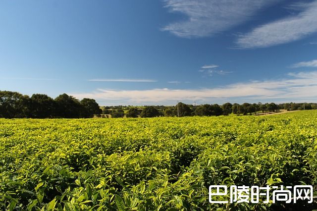 2017七大值得一游的葡萄酒旅游胜地 2017七大值得一游的葡萄酒旅游胜地