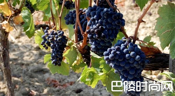 品种小测：桑娇维塞VS内比奥罗