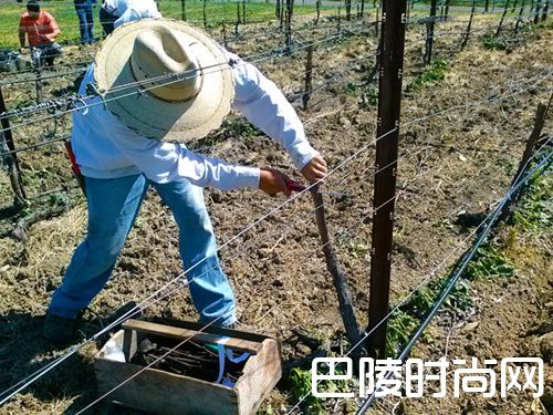 原来是这些因素影响葡萄酒的价格