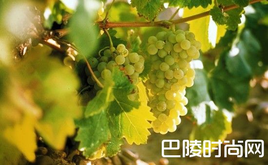 浪漫国度的不浪漫土地——西班牙卢埃达