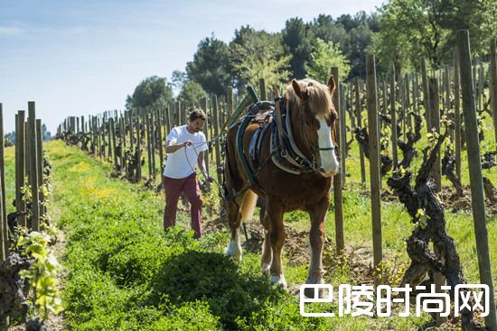勃艮第的未来趋势 勃艮第的未来趋势