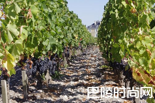 2016年份波尔多葡萄酒——凤凰涅槃