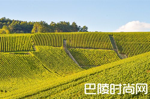 除了香槟，香槟产区还有这些酒