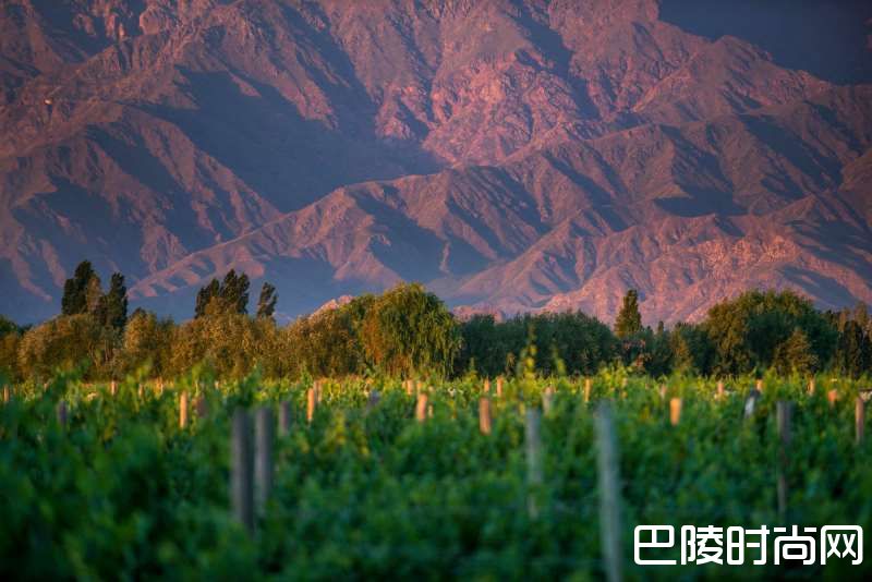 解读阿根廷产区的关键词