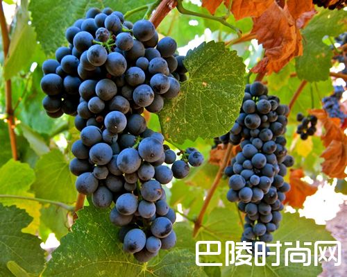 除了赤霞珠，这些葡萄酒也不错