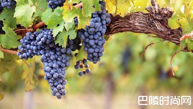 除了赤霞珠，这些葡萄酒也不错