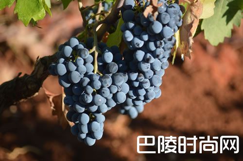 除了赤霞珠，这些葡萄酒也不错