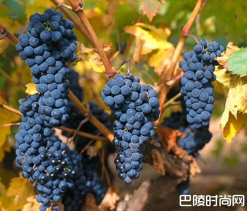 除了赤霞珠，这些葡萄酒也不错