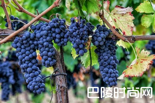 除了赤霞珠，这些葡萄酒也不错