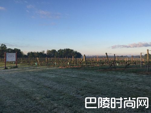 简·安森:2016年波尔多右岸期酒初印象 简·安森:2016年波尔多右岸期酒初印象