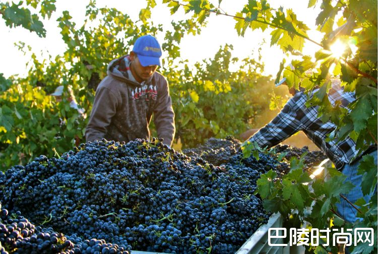 纳帕谷的葡萄何时摘？