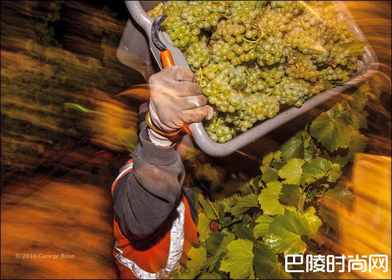 纳帕谷的葡萄何时摘？