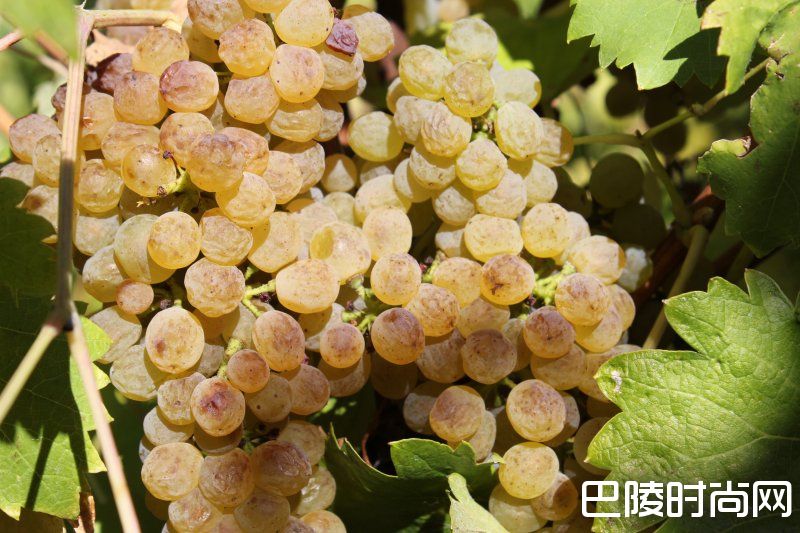 纳帕谷的葡萄何时摘？