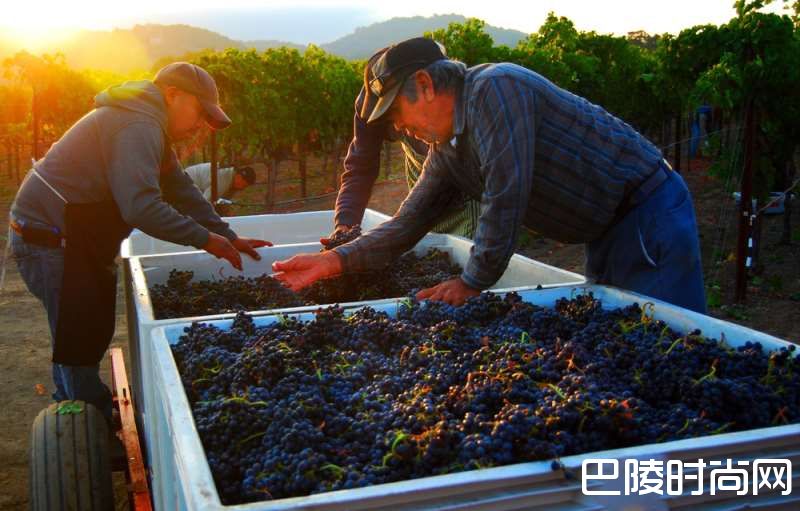 纳帕谷的葡萄何时摘？