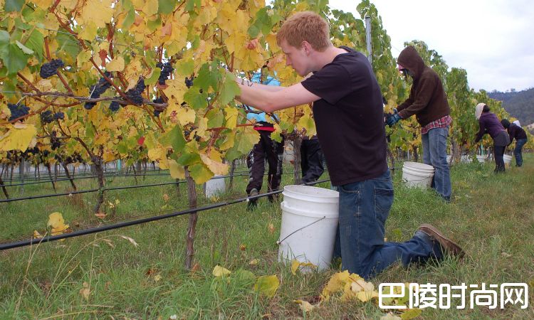 纳帕谷的葡萄何时摘？