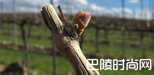 葡萄树萌芽，华盛顿州迎来2017年良好开端