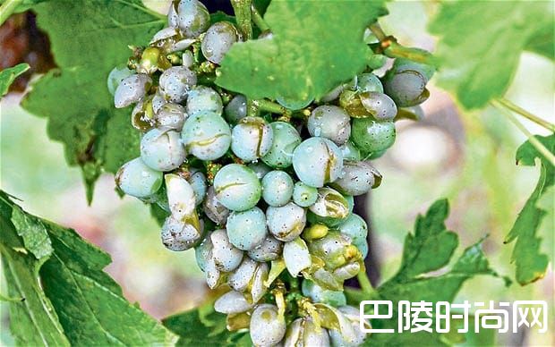 勃艮第将全面覆盖防雹技术 勃艮第将全面覆盖防雹技术