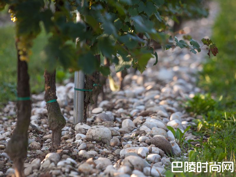 解读波尔多2016耀眼产区:波雅克与圣埃斯泰夫 解读波尔多2016耀眼产区:波雅克与圣埃斯泰夫
