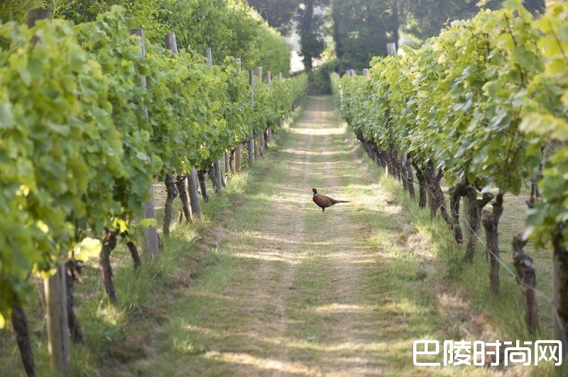 英国2017年计划种植100万株葡萄藤