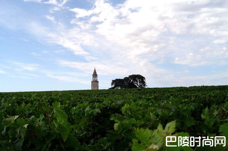 初学者应该知道的法国葡萄酒
