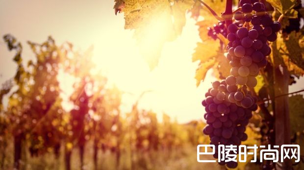 初学者应该知道的法国葡萄酒