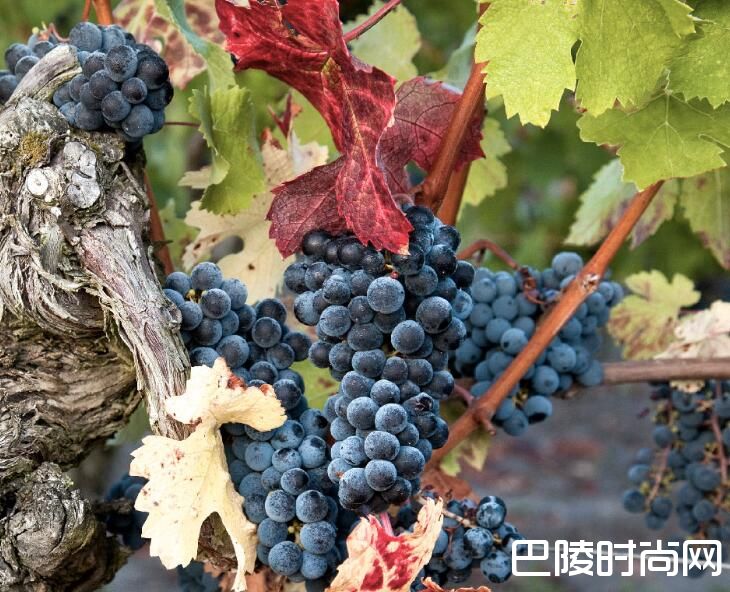 红酒世界2016期酒抢先看——老色丹酒庄 红酒世界2016期酒抢先看——老色丹酒庄