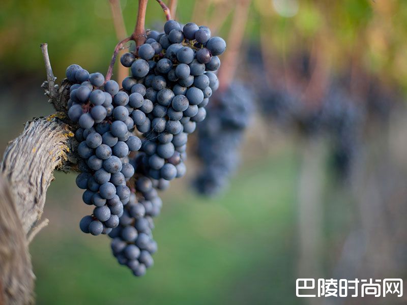 霍克斯湾，新西兰的红色秘密