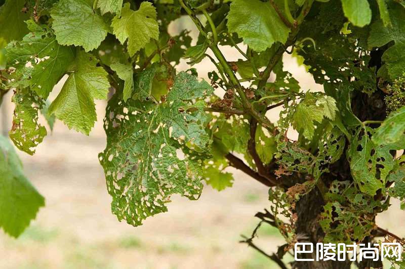 守护葡萄园的小动物们