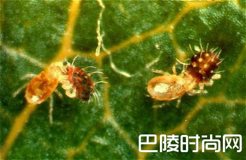 守护葡萄园的小动物们