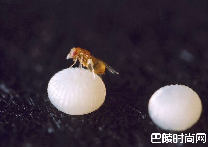 守护葡萄园的小动物们