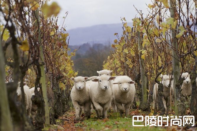 守护葡萄园的小动物们 守护葡萄园的小动物们