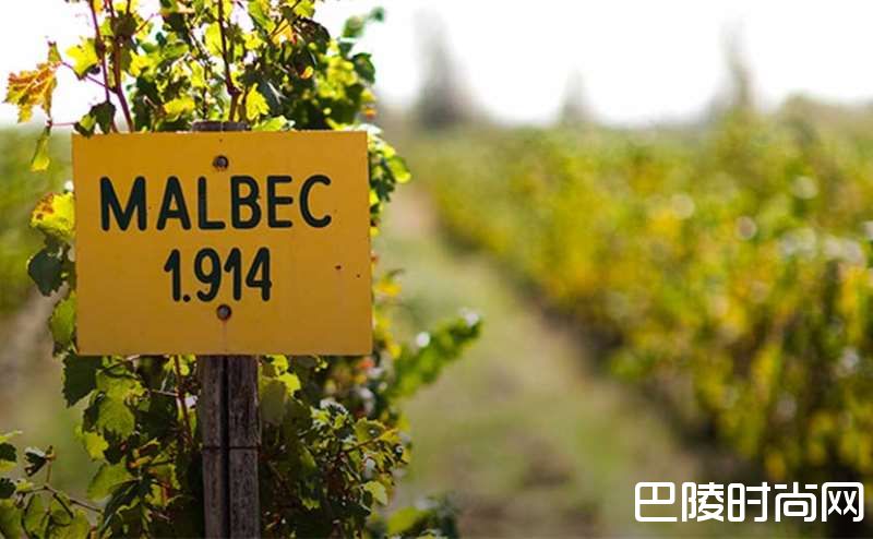 阿根廷葡萄酒领军者尼古拉斯·卡帝那