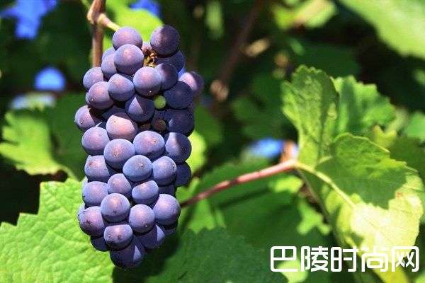 娇俏小公主,任性黑皮诺 娇俏小公主,任性黑皮诺