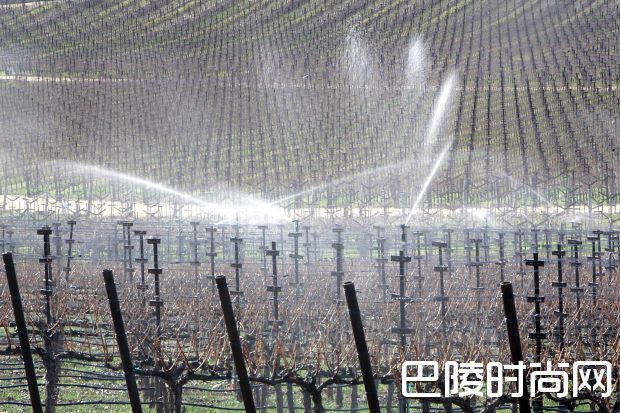 葡萄园遭遇霜冻怎么办? 葡萄园遭遇霜冻怎么办?