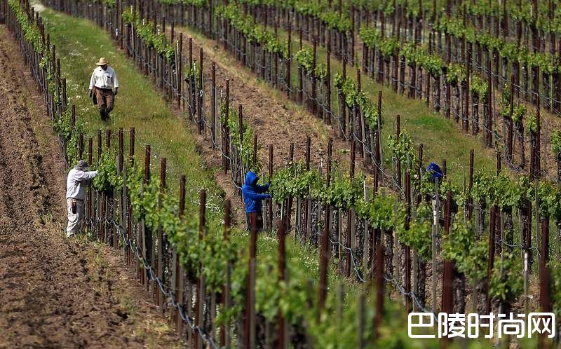 纳帕、索诺玛种植者已有新方法应对白粉病 纳帕、索诺玛种植者已有新方法应对白粉病