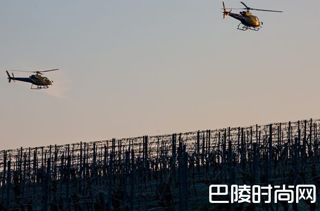 葡萄园遭遇霜冻怎么办？