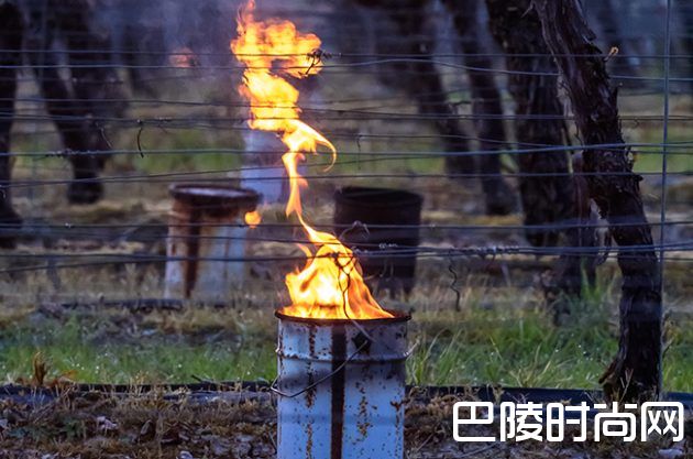 葡萄园遭遇霜冻怎么办？